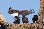 How Do Eagles Learn To Fly?