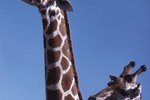 How Much Does a Giraffe's Neck Weigh?