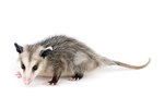 Facts About Possums