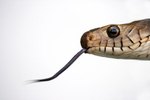 What Organs Do Snakes Use to Smell?