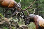 Types of Animal Horns