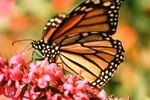 Butterfly Extinction & Indicator Species