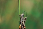 Ten Interesting Facts on the Grasshopper Bug