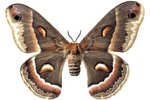 What Is the Lifespan of Cecropia Moths?