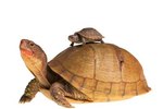 Are Female Red Foot Tortoises Bigger Than Males?
