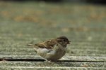 Characteristics of a Sparrow