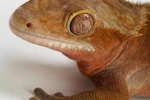Can Crested Geckos Eat Anything Besides Bugs?
