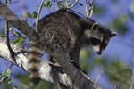 What to Do if a Dog Bites a Raccoon