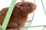 What Are the Characteristics of a Hamster?