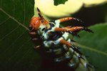 Life Span of a Caterpillar