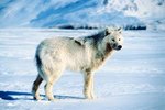 What Animals are Prey of the Arctic Wolf?
