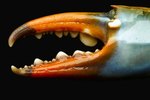 How Do Tendons Work in Crustaceans?