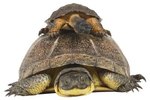 How Big Do Pet Turtles Grow?