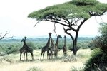 What Kind of Climate Does a Giraffe Live In?