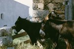 Why a Miniature Donkey Tries to Bite