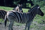 What Kind of Grass Do Zebras Eat?