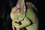 What Do You Need for a Veiled Chameleon?