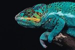 Do Chameleons Tell Their Body Which Color to Change To?