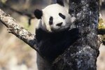 When Was the Giant Panda Declared Endangered?