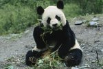 Chinese Endangered Species