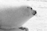 How Do Harp Seals Hear Without Ears?