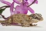 How Are the Gecko's Teeth Adapted to What It Eats?