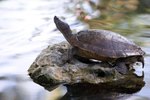 Pink Bellied Side Necked Turtle Care Sheet