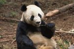 How Many Pounds of Bamboo Can a Giant Panda Eat Each Day?