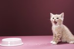 How to Help Cats Adjust to a New Kitten