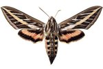 Life Cycle of the Sphinx Moth