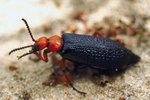 Texas Black Beetles That Bite