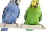 The Signs of Aggression in a Budgie