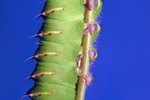 Do Caterpillars Have Teeth?