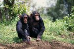 Life Cycle of a Chimpanzee