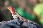 What Does a Lava Lizard Eat?