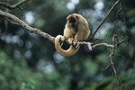 List of Monkeys in Colombia