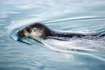 Why Can Seals Only Get Oxygen From the Air?