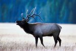 Do Elk Have Split Hooves?