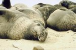 Seals vs. Walruses