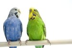 How Parakeets Communicate