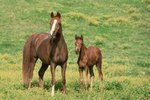 How Soon Will a Horse Come Into Heat After Giving Birth?