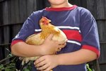 Egg-Laying Chickens for Beginners