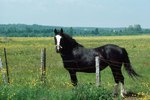How Do Male Horses Attract Females?