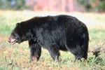 Do Bears Hibernate in Captivity?