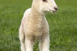 Newborn Lamb Care