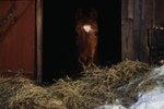 What Kinds of Hay Do Horses Eat?