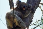 What Is the Every Day Lifestyle for a Koala Bear?