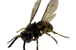 What Animals Attack Yellow Jacket Nests in the Ground?