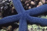 How Much Space Does a Starfish Need?