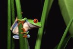 Can Amphibians Change Their Sex?